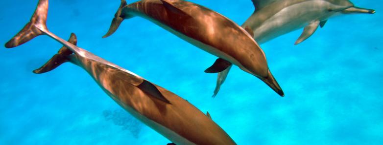 Reef Oasis Blue Bay Resort Dolphins