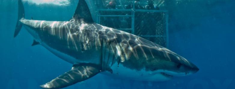 A great white shark underwater with Rodney Fox Shark Expeditions