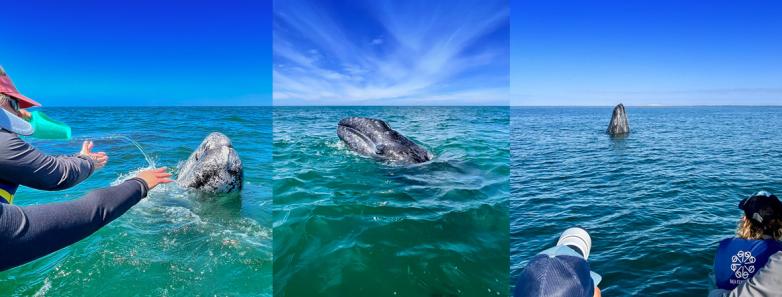 People interact with Pacific gray whales in San Ignacio Lagoon, Mexico