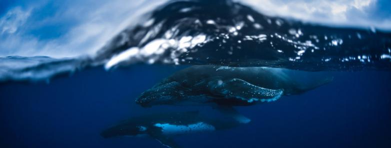 Whale encounters in Tonga