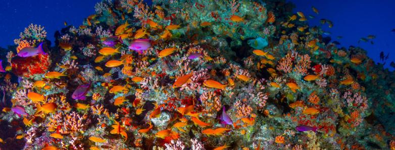 Coral reef in Tonga
