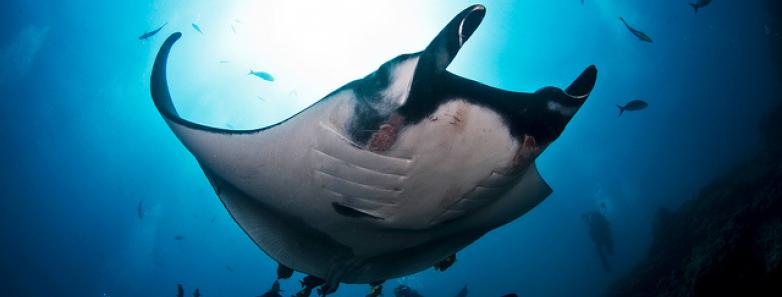 manta ray at Socorro Island