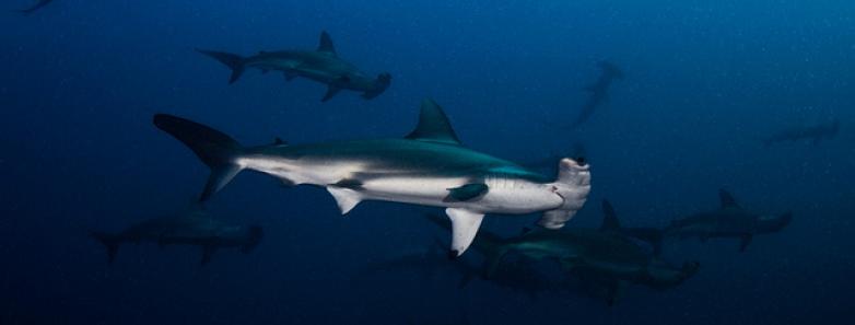 Socorro Island hammerhead sharks