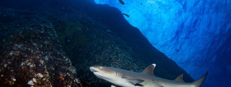A shark swims next to a reef wall