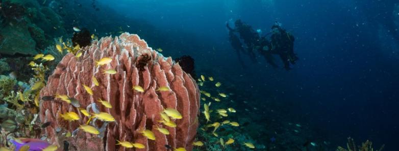A barrel sponge adorns a reef in Leyte, Philippines.