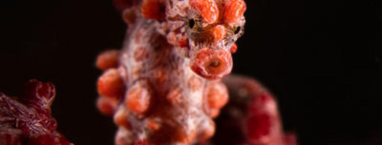 A pygmy seahorse in lembeh