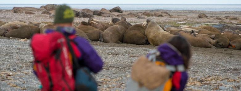 Two people observe a nearby huddle of walruses