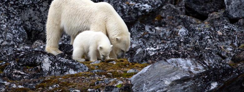 A polar bear and her cub sniff moss-covered rocks