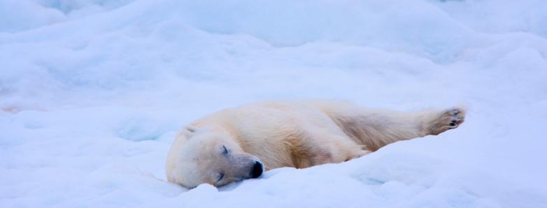 A polar bear lounges in the snow