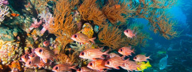 A coral reef at a dive site in the Similan Islands