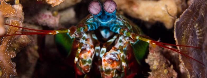 A peacock mantis shrimp seen diving the Similan Islands