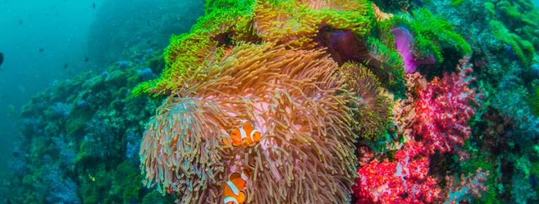 Similan Islands reef life
