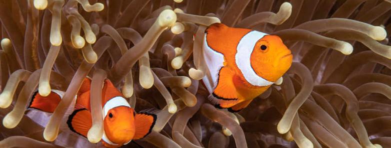 Two clownfish in their anemone