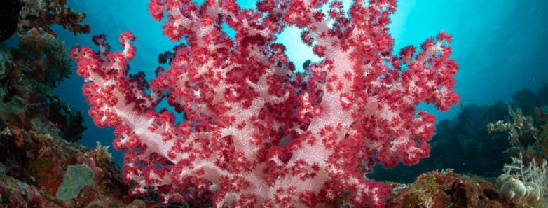 The vibrant corals underwater