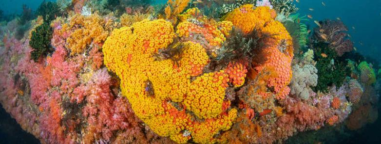 Soft corals with bright colors underwater