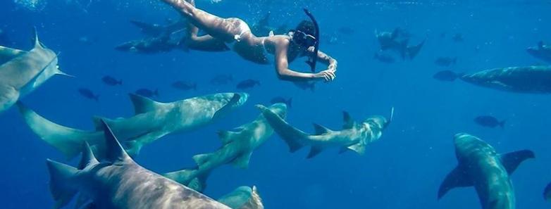 Vaali Shark Snorkel