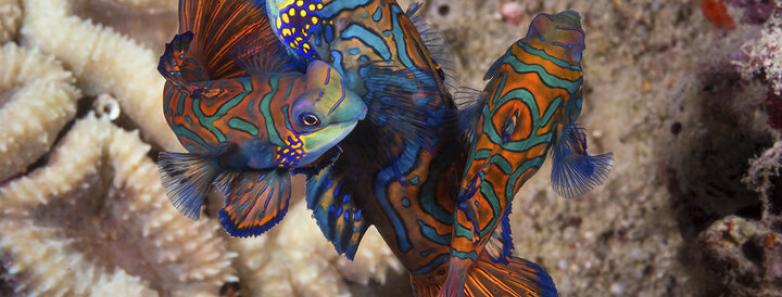 Mandarinfish tangles together as they swim