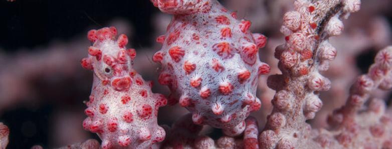 Two pygmy seahorses on a branch of coral