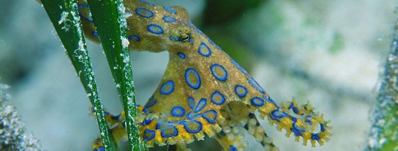 A blue ringed octopus makes its way through some sea grass