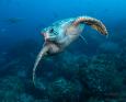 Galapagos Diving Turtle