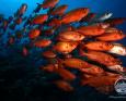 A school of red fish swim by