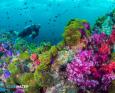 A diver explores a coral reef in Thailand.