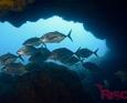 azores diving