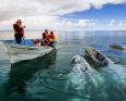 Pacific gray whales approach a boat in San Ignacio Lagoon