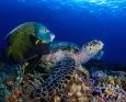 A turtle on a coral reef in Cozumel during an underwater photography workshop