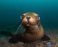 A sea lion cutely looks at a camera in La Paz