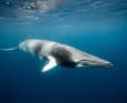 minke whale swims underwater in great barrier reef