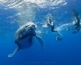 moorea whale snorkeling