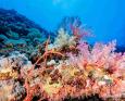 red sea scuba diving