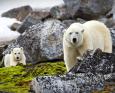 A polar bear and cub stand on rocks