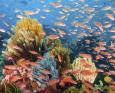 A school of fish swim in front of vibrant corals