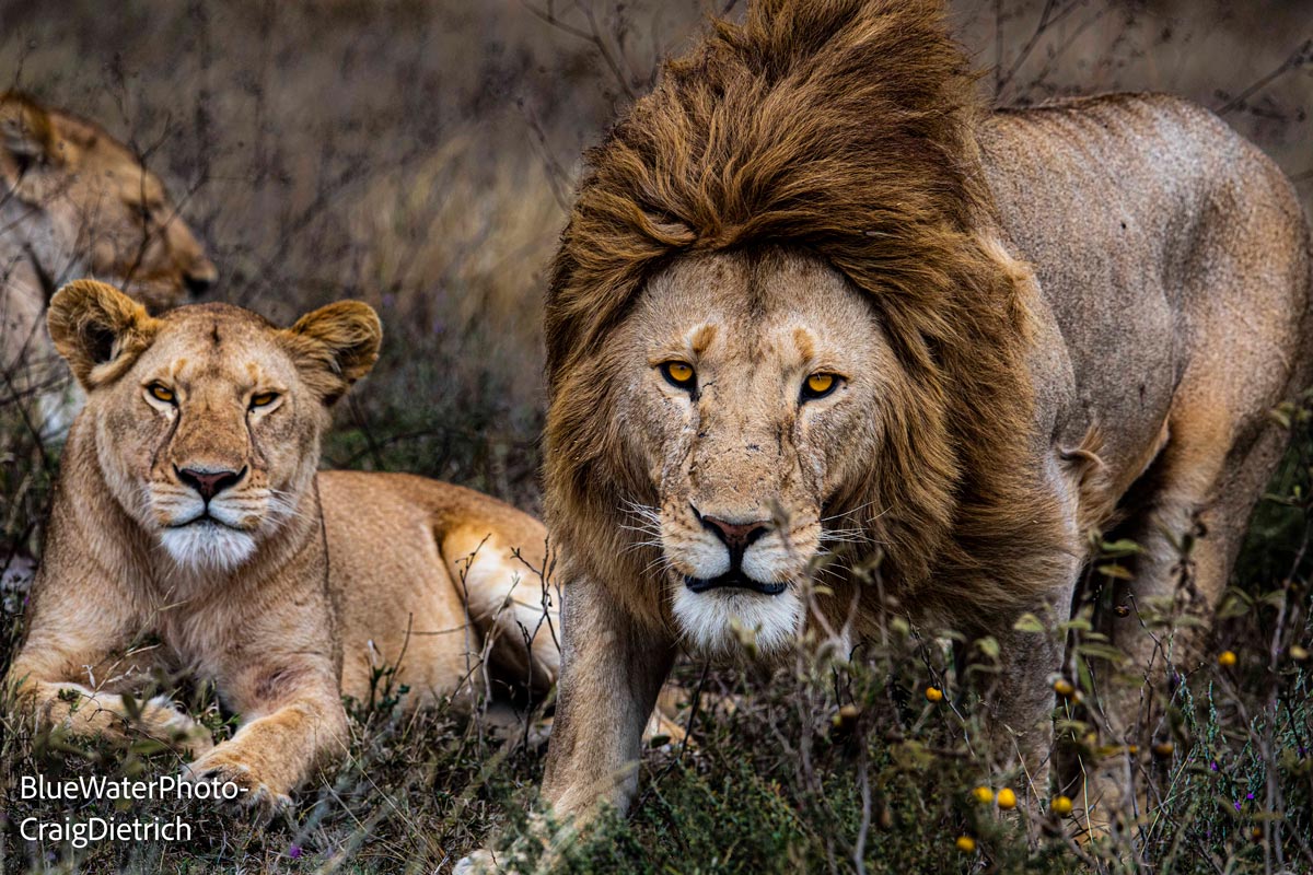 A couple of lions in the grass in Tanzania