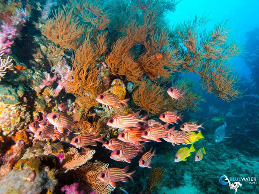 Thailand Reef