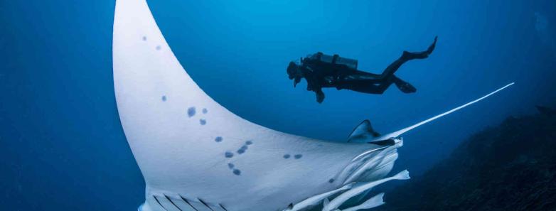 TOPDIVE French Polynesia Dive Vacation Packages Bluewater Dive Travel