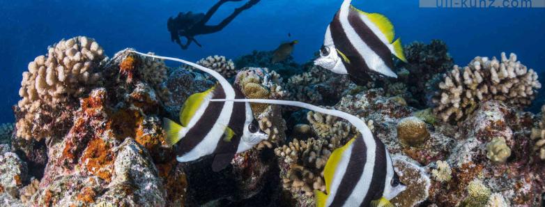 TOPDIVE French Polynesia Dive Vacation Packages Bluewater Dive Travel