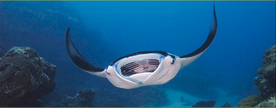 Best Manta Ray Diving